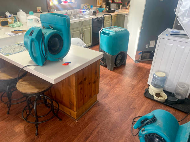 Best Local water damage restoration  in Timberville, VA